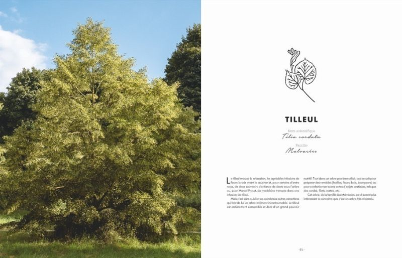 Der Baum Tilleul und seine Charaktereigenschaften